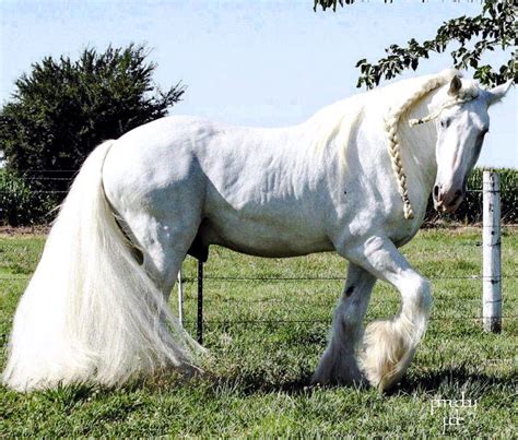 caballo percheron - caballo appaloosa